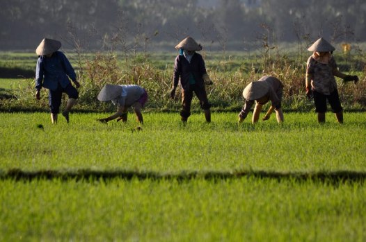 Cánh đồng _Photo credited to Jean Cabane