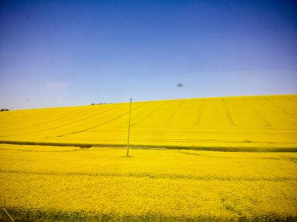 Khung cảnh ngoài kia cửa sổ tàu cao tốc - Photo by Lang thang