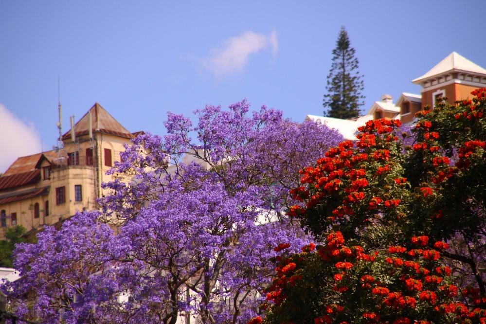 Beautiful_jacaranda_Antananarivo_Madagascar.jpg