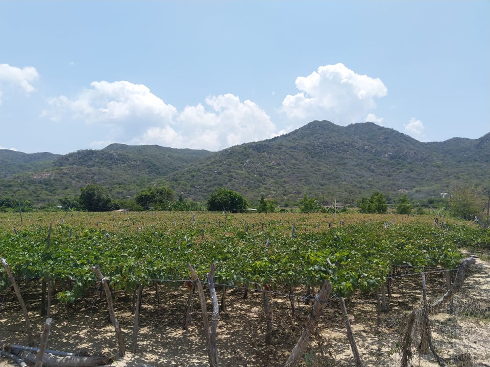 62011221_651586882023834_5119570780262236160_n